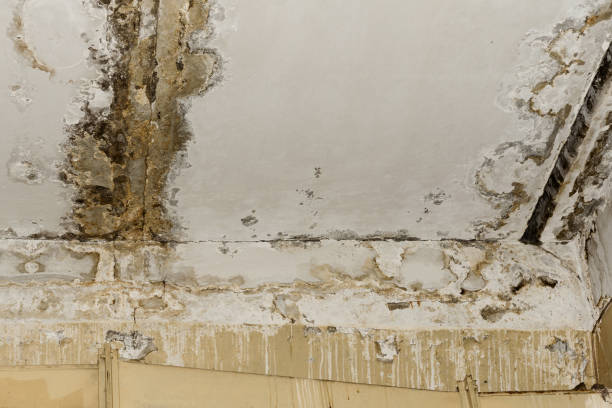 Best Air Quality Testing for Mold Spores  in Houston, MO